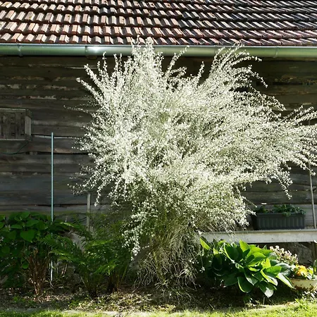 Haus Annerose - Offene Tueren Fuer Offene Herzen Casa vacanze *