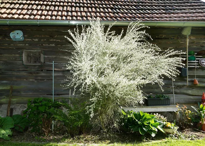 House Annerose Ferienhaus *